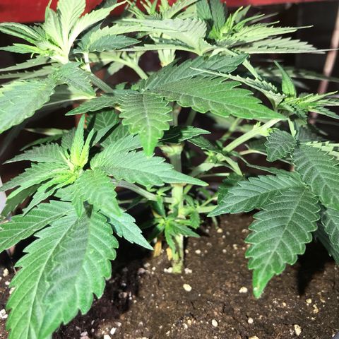 Black Orchid  #2 growlog timeline photo