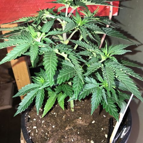 Do- Si- Dos #2 growlog timeline photo