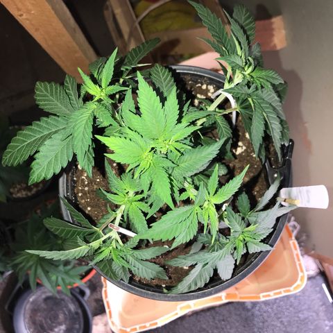 Sweet Lemon Ak #2 growlog timeline photo