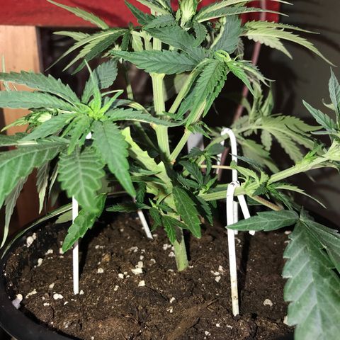 Black Orchid  #3 growlog timeline photo