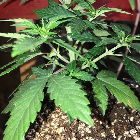 Royal Apple Fritter #1 growlog timeline photo