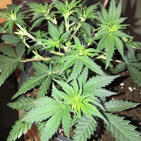 Sweet Lemon Ak #3 growlog timeline photo