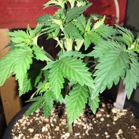 Royal Apple Fritter #2 growlog timeline photo