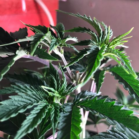 Do- Si- Dos #1 growlog timeline photo