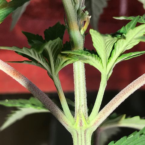 Royal Biscotti  #2 growlog timeline photo