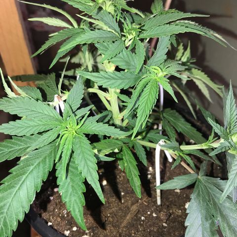 Black Orchid  #3 growlog timeline photo