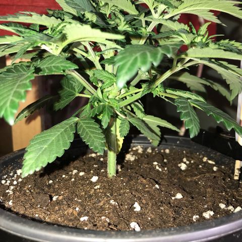 Sweet Lemon Ak #2 growlog timeline photo