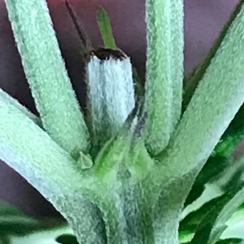 Royal Biscotti  #3 growlog timeline photo