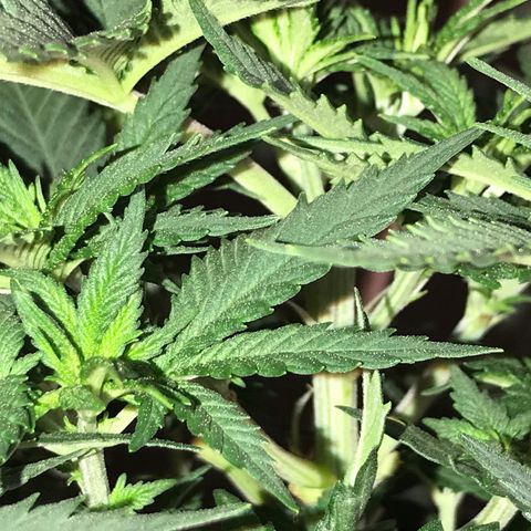 Sweet Lemon Ak #3 growlog timeline photo