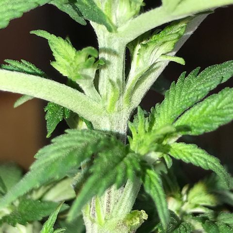 Royal Apple Fritter #3 growlog timeline photo
