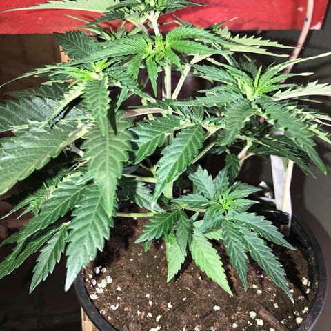 Do- Si- Dos #2 growlog timeline photo