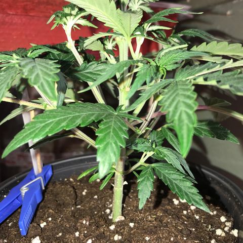 Do- Si- Dos #3 growlog timeline photo
