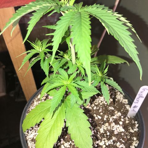 Royal Gushers #1 growlog timeline photo
