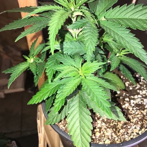 Royal Apple Fritter #1 growlog timeline photo