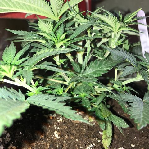 Sweet Lemon Ak #3 growlog timeline photo