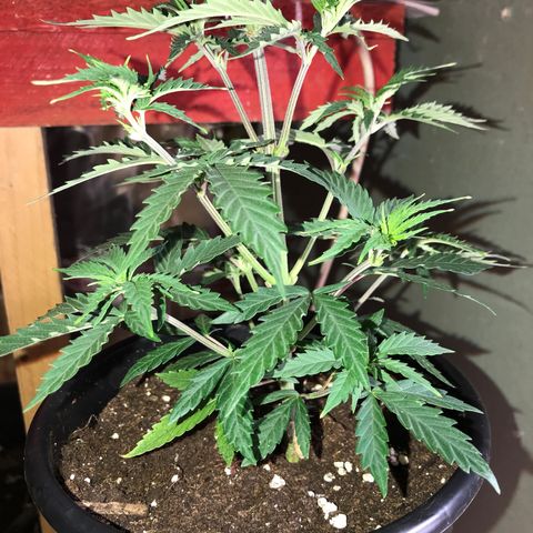 Do- Si- Dos #1 growlog timeline photo