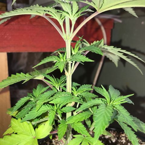 Royal Biscotti  #2 growlog timeline photo
