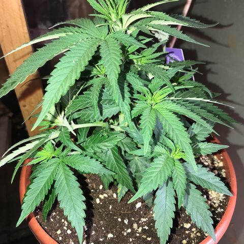 Black Orchid  #1 growlog timeline photo