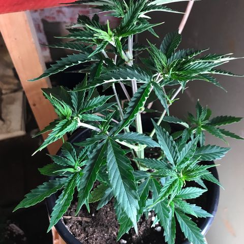 Do- Si- Dos #1 growlog timeline photo