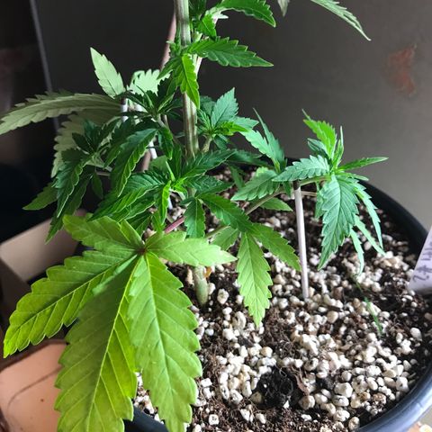 Royal Biscotti  #2 growlog timeline photo