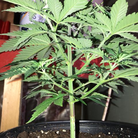 Do- Si- Dos #2 growlog timeline photo