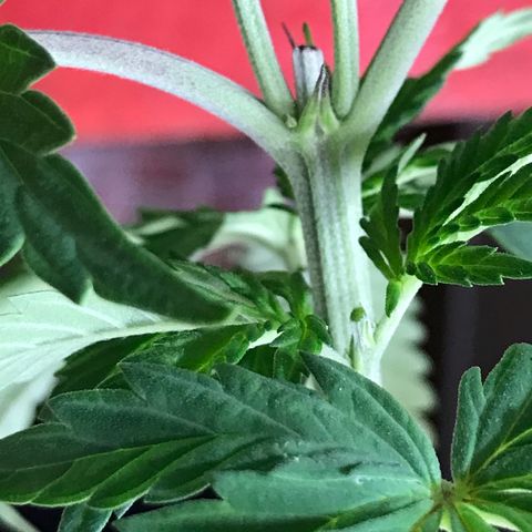 Royal Biscotti  #3 growlog timeline photo