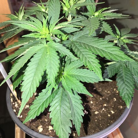 Black Orchid  #2 growlog timeline photo