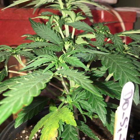 Do- Si- Dos #3 growlog timeline photo