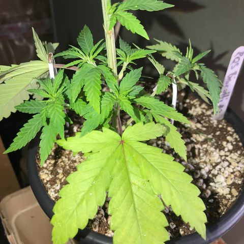 Royal Biscotti  #2 growlog timeline photo