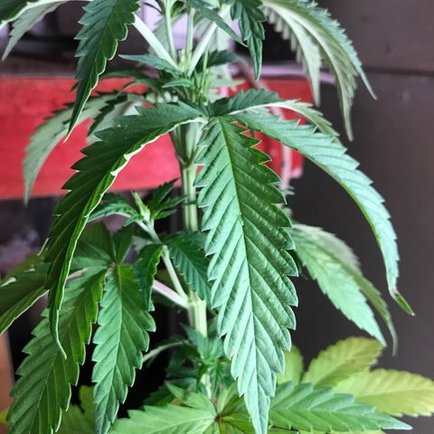 Royal Biscotti  #3 growlog timeline photo