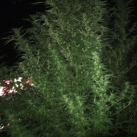 Hollands Hope  #1 growlog timeline photo