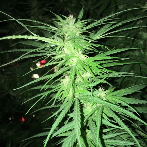 Hollands Hope  #1 growlog timeline photo