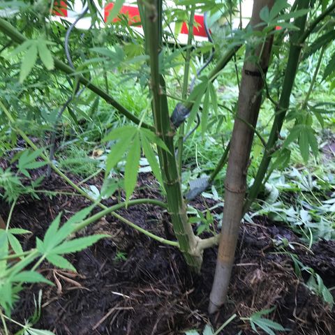 Hollands Hope  #2 growlog timeline photo