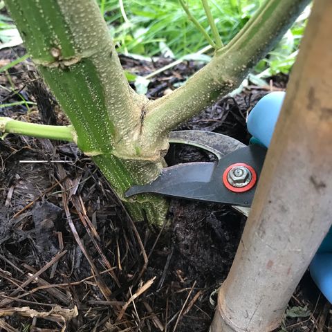 Hollands Hope  #2 growlog timeline photo