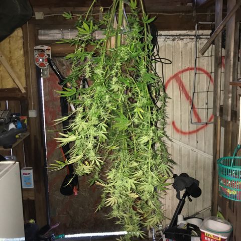 Hollands Hope  #2 growlog timeline photo