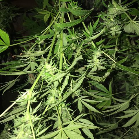 Hollands Hope  #2 growlog timeline photo