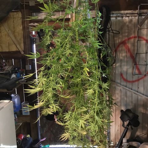 Hollands Hope  #2 growlog timeline photo