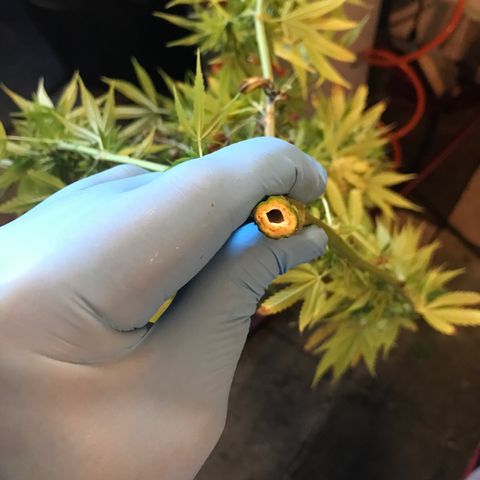 Hollands Hope  #2 growlog timeline photo