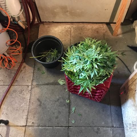 Hollands Hope  #2 growlog timeline photo