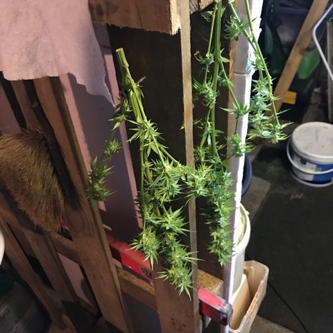 Hollands Hope  #2 growlog timeline photo