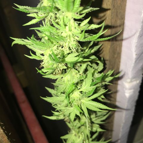 Hollands Hope  #2 growlog timeline photo