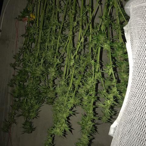 Hollands Hope  #2 growlog timeline photo