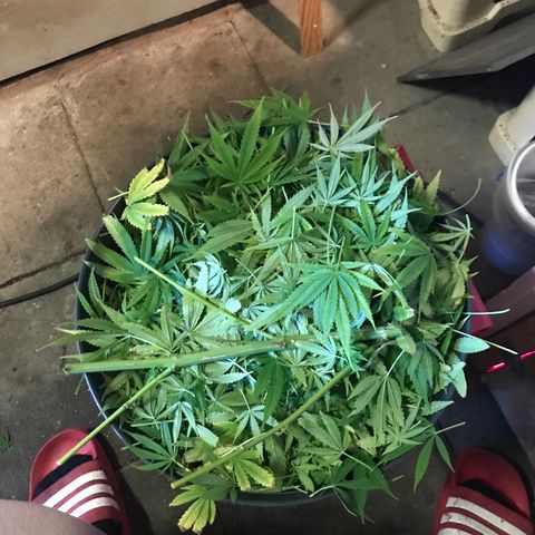 Hollands Hope  #2 growlog timeline photo