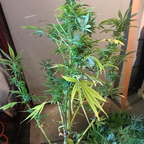 Hollands Hope  #2 growlog timeline photo