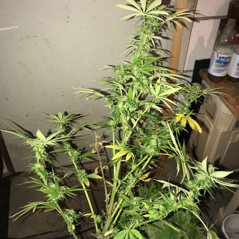 Hollands Hope  #2 growlog timeline photo