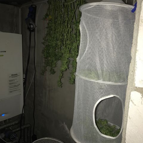 Hollands Hope  #2 growlog timeline photo