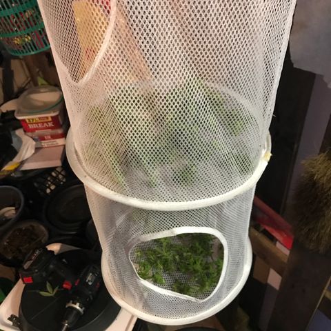 Hollands Hope  #2 growlog timeline photo