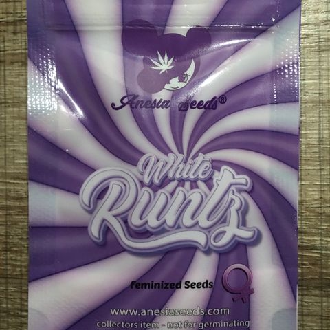 White Runtz  #1 growlog timeline photo