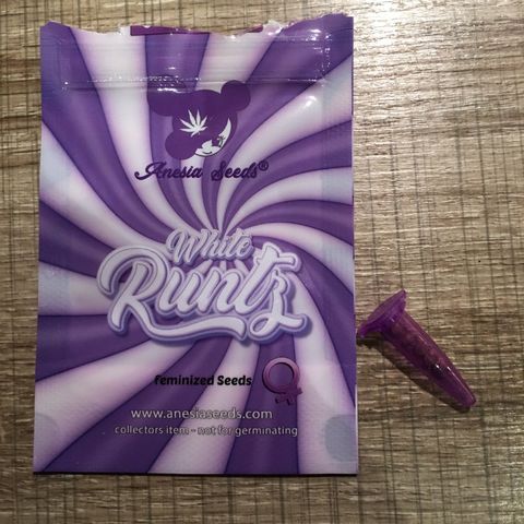 White Runtz  #1 growlog timeline photo