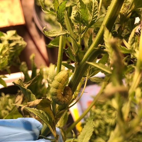 Hollands Hope  #2 growlog timeline photo
